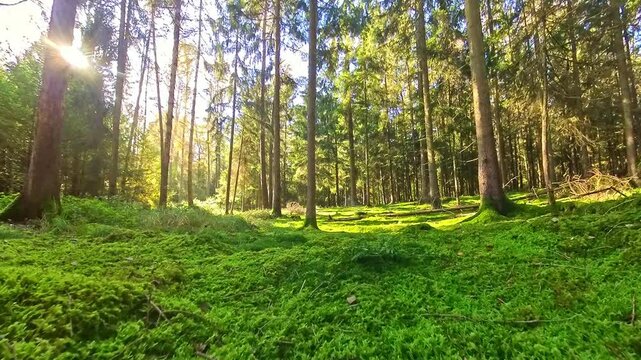 Waldidylle mit gr&uuml;nem Moos bewachsener Waldboden mit Pilzen und Nadelb&auml;umen, sonnig, Herbst, Natur, Landschaft, friedlich
