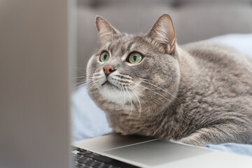 Cat with laptop. A focused gray cat intently staring at a laptop screen. The cat's large green eyes and serious expression suggest concentration or curiosity, creating a humorous and relatable scene.