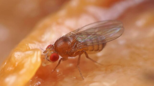 Macro Video of Tropical Fruit Fly Drosophila Diptera Parasite Insect Pest Feeding on Fruit