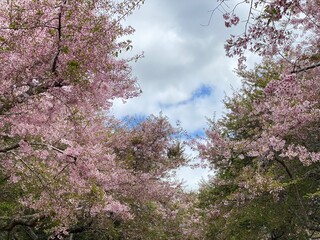 Fully bloomed cherry blossoms in spring time