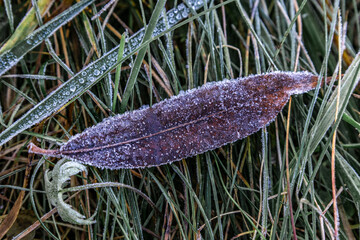 Frozen plant at the morning
