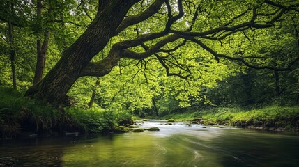 Serene Forest Stream with Overhanging Tree