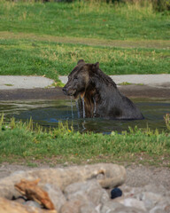 grizzly in the water