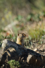 Chipmunk on a rock