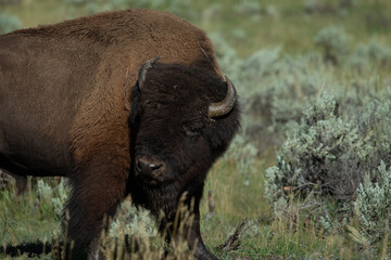 Fototapeta premium American bison buffalo