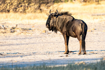 Fototapeta premium Blue wildebeest or white-bearded, Connochaetes taurinus in beautiful morning light, Moremi game reserve, Okavango delta, Botswana, Africa