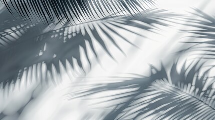 Palm shadows on white wall