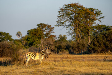 Burchell's zebras (Equus quagga burchellii) in Moremi game reserve, Okavango delta, Botswana, Africa