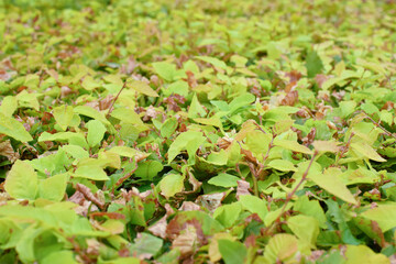 Close up view of a bush with green leaves.