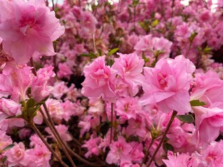 Rhododendron mucronulatum, the Korean rhododendron or Korean rosebay. Close-up pink flowers in the garden 