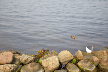 Goose and ducks gliding on water surface