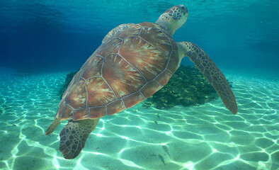 Obraz premium a sea turtle swimming shallowly in the crystal clear waters of the Venezuelan Caribbean Sea