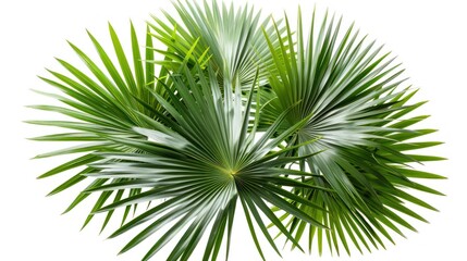 Close-up of Green Palm Fronds Against a White Background