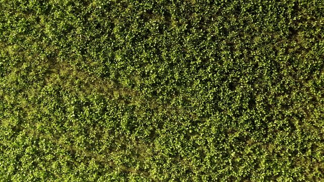Aerial view of crops growing on a field taken from drone UK 4K England food production .