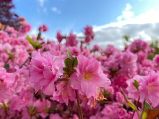 Rhododendron mucronulatum, the Korean rhododendron or Korean rosebay. Close-up pink flowers in the garden 