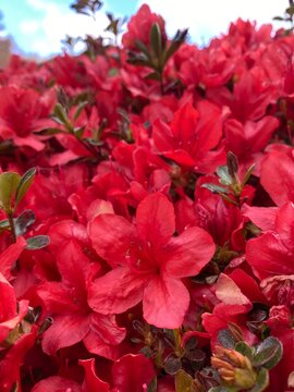 Rhododendron Kaempferi" Images  Browse 1,546 Stock Photos, Vectors, and  Video | Adobe Stock