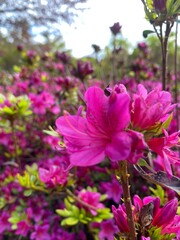 Beautiful fuchsia Color Rhododendron flowers in the garden 