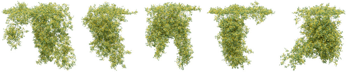 Jasminum Nudiflorum plant or Winter jasmine ivy or vine for decorate wall, pillar and fence with isolated on transparent background. png file, 3d rendering illustration, clip art and cut out