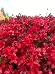 Beautiful red Color Rhododendron kaempferi flowers in the garden 