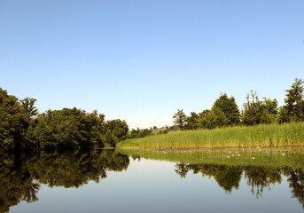 Beautiful serene river reflecting lush and trees greenery under clear blue sky at midday