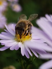 Bee close-up