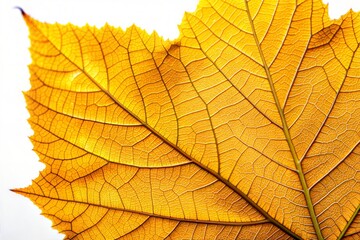 Obraz premium Close-Up of Vibrant Yellow Autumn Leaf