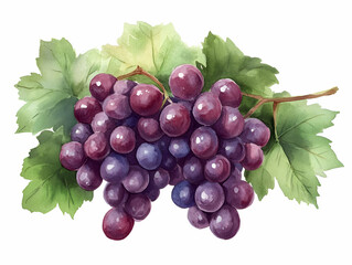 Fototapeta premium Grapes with green leaves, white isolated background