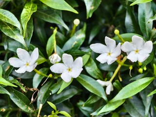 Obraz premium Mondokaki flower (Tabernaemontana Divaricata) just bloomed