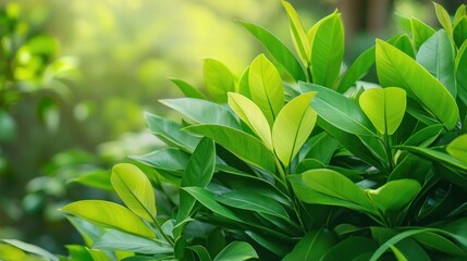 Obraz premium Lush green leaves with soft light, creating a peaceful natural scene