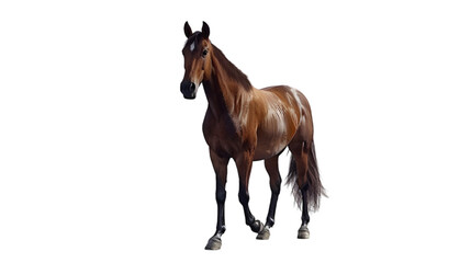 Obraz premium mustang horse png
