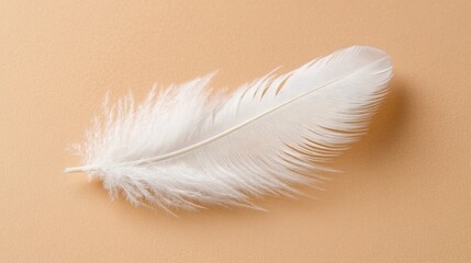 Obraz premium Delicate White Feather on Soft Background