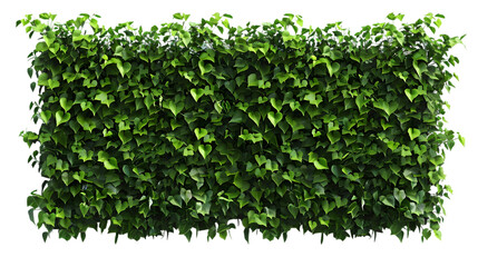 Obraz premium ivy wall png