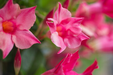 Obraz premium dilademia 