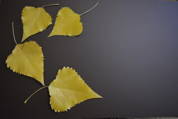 Unusual and creative photos of bright, dry, golden poplar leaves are arranged in different versions on brown, dark, black backgrounds.