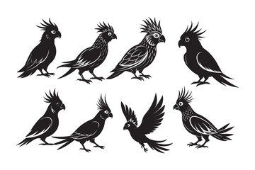 Obraz premium Cockatiel silhouette vector illustration, Cockatiel silhouette bundle 