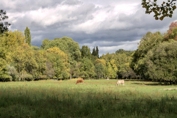 Two cows eating on the grass, Rascafr&iacute;a, Spain