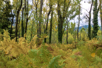 Fototapeta premium Autumn nature landscape near Rascafría, Spain