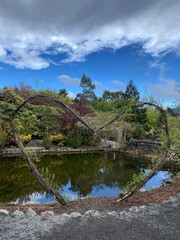 Fototapeta premium Beautiful natural views at the pond in the garden amount the trees with blue sky clouds 