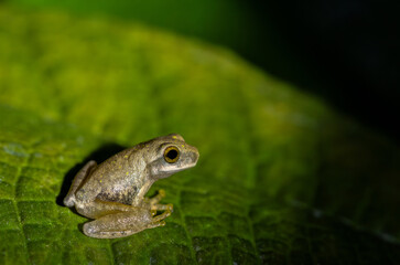 Mossy glass frog (Isthmohyla pictipes), resting on a leaf with dark background.
