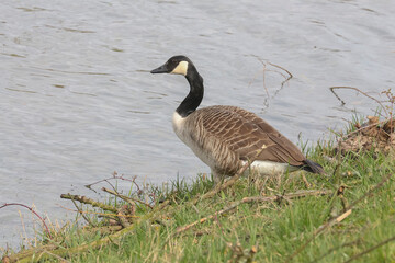 Kanadaganz am Teichufer,  Branta canadensis