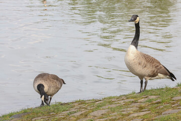 Kanadaganz am Teichufer,  Branta canadensis
