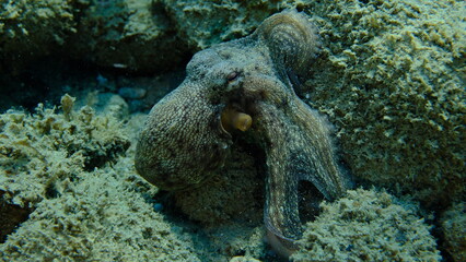 Common octopus (Octopus vulgaris) hunting, Aegean Sea, Greece, Halkidiki, Pirgos beach