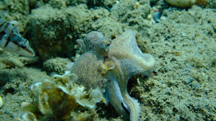 Common octopus (Octopus vulgaris) hunting, Aegean Sea, Greece, Halkidiki, Pirgos beach