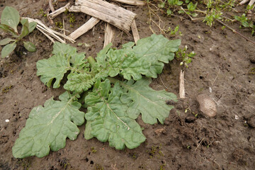 Closeup on an emerging Common ragwort, Jacobaea vulgaris, with broad leaves growing in soil
