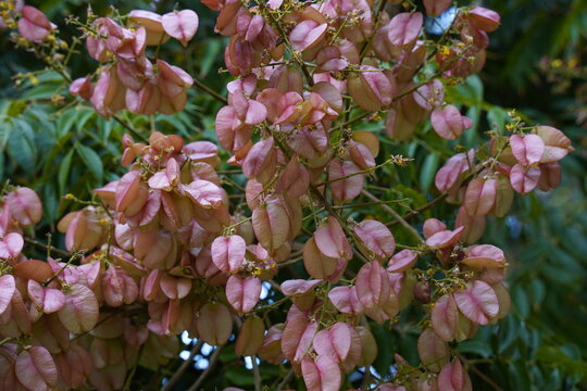 Flamegold rain tree ( Koelreuteria henryi ) fruits. Sapindaceae deciduous tropical tree.The fruit is a capsule that turns reddish-brown in autumn and contains black seeds.