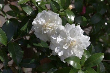 Obraz premium 白椿