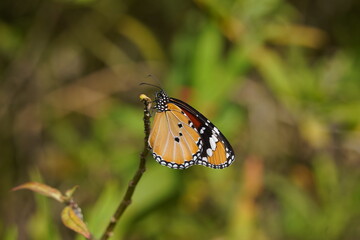 Obraz premium A bright organge wing of plain tiger butterfly. Sultan butterfly ; Danaus chrysippus