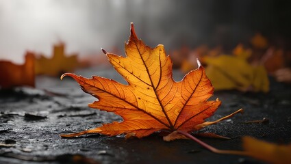 autumn leaves on the ground