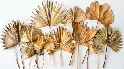 Dried Palm Leaves Arranged on a White Background