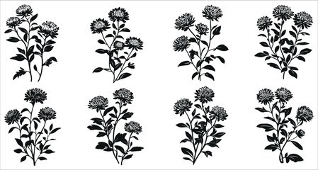 Fototapeta premium Set of black aster flowers vector, Set of aster flower silhouettes collection, Beautiful aster flower silhouettes, Decorative floral design elements, Aster flowers silhouettes on white background